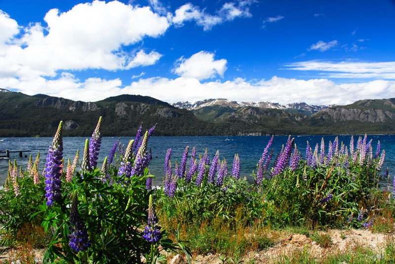 Lake Flowers